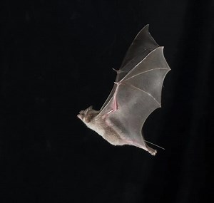 El vampiro latinoamericano: el lado más íntimo y desconocido de un animal incomprendido | Ladera Sur