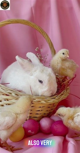 The Adorable World of Rabbits 🐇 Cute & Fast Facts You Didn’t Know! | Rabbit