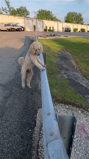 Pappy having fun doing something new going paw over Paul on a guard rail. Pappy makes you happy.