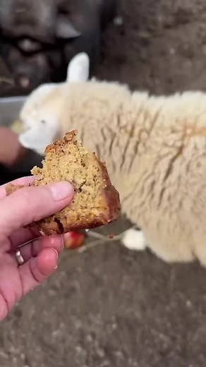 2.7K views · 109 reactions | Our pot belly pigs Seymour, Audrey and Molly B enjoy some salad and treats with Carl | Our Farmacy | Facebook