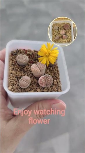 Lithops flower time #lithops