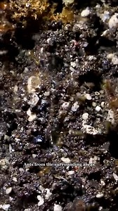 Fire Ants Swarm #AntsCanada #ACfamily #antloveforever #ants | AntsCanada