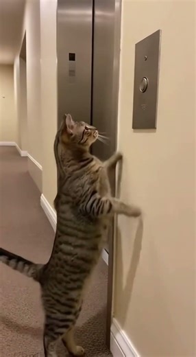 Cat Calls The Elevator By Itself!