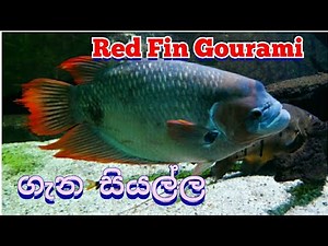 Red fin gourami Care in Sinhala හරියට හදමු