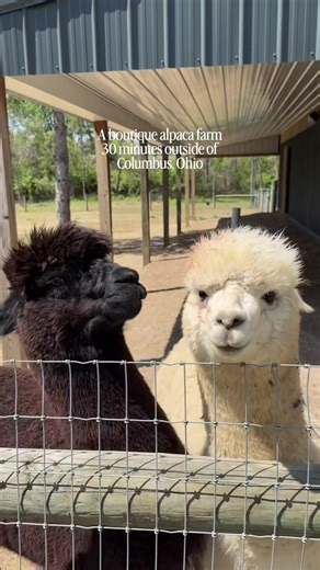NEW! 🦙 Nature’s Curve A new alpaca farm experience just opened in Delaware County 🌿 Weekend tours: 💰 $20 adults | $13 kids Feed the alpacas, walk the property, and learn how beekeeping gardening work together 🐝 Shop alpaca goods on-site soak in the peaceful farm vibes Groups under 20 = FREE (Tues Thurs) 📍 1040 Curve Rd, Delaware, OH By appointment only — reserve your spot #columbusohio #cbusohio #ohio #alpacas