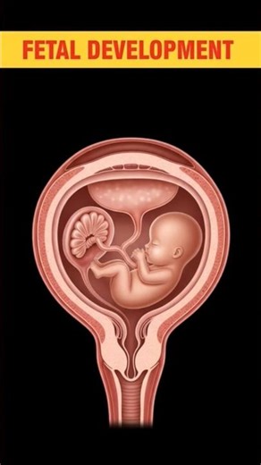 Fetal Development Inside the Womb 🤰 | Baby Growth Journey Explained #pregnancy #development #shorts