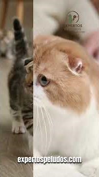 10 things you probably didn't know about the Munchkin😺 #furryexperts #catfacts #cats