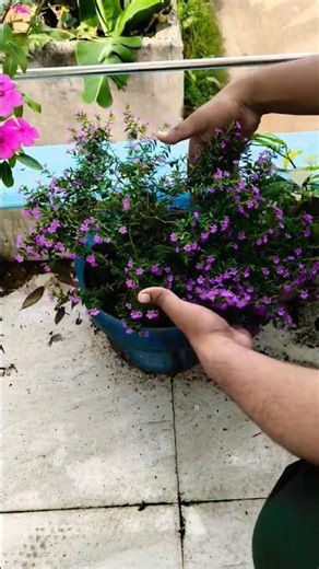 Cupia Hiramoti Hedge flowering plants in garden