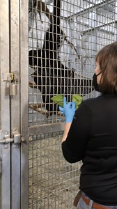 20K views · 332 reactions | Keeper Sarah is here to introduce you to our siamang family in this special keeper takeover! In this video, you’ll learn all about their diets and some of the enrichment they receive as part of their daily care. Enjoy this behind-the-scenes look, and stay tuned for Part 2 tomorrow! | Tulsa Zoo | Facebook