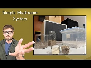 How To Grow Mushrooms at Home Easy: BRF Tek & Shotgun Terrarium