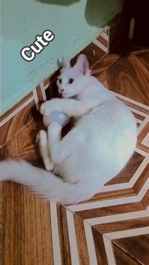Cute cat #prettycat #Pritty littel baby