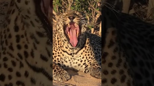 Leopard roars powerfully to assert dominance over its domain