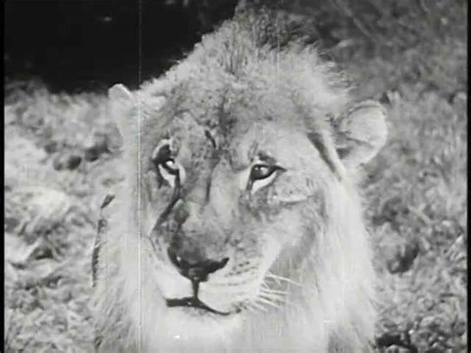 Trained Animals: Penguins & Ravens - Galapagos Islands Adventure