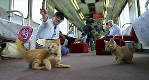 Japanese Railway Hosts World's First Cat Café on a Moving Train With Adoptable Kittens Riding on Board