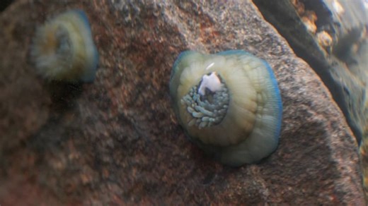 NJ university student discovers new sea creature