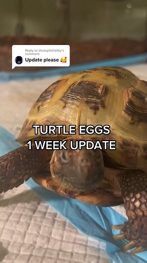 Checking Fertile Turtle Eggs: 1 Week Update