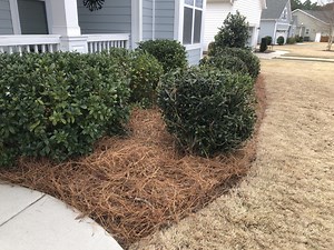 A Step-by-Step Guide to Installing Pine Straw In Garden Beds