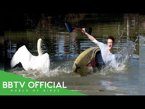 10 Birds That Attack Humans Will Surprise You | Wildlife Documentary | BBTV Official