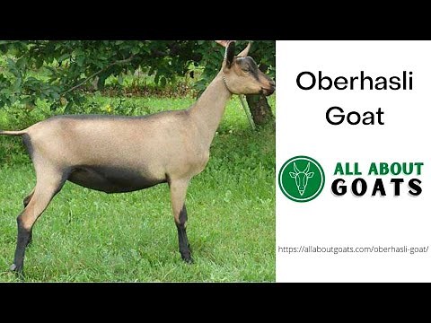 Oberhasli Goat