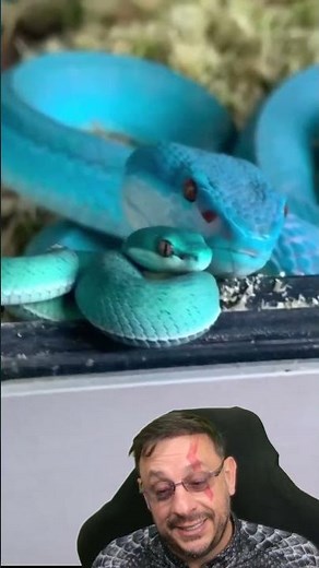 Víbora azul #trimeresurusinsularis #serpenteazul #vibora #cobraazul #biologohenrique