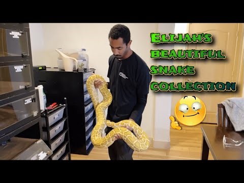 Elijah’s beautiful snake collection😱😍🐍
