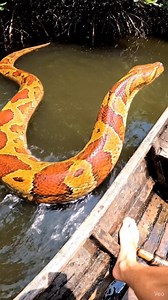 3K views · 27 reactions | Meeting a Gilded Python He Looked at Me Like I Owe Him Rent  #jesus #spirituality #fblifestyle #FunnyStory #viralvideo #fyp #reel #trends #anime #hanelinetwins #goviral #twinsoftiktok #veteransoftiktok #trends #fypシ #funnyvideo #snake #reptiles #coralsnake #dogs #wildlife #nature #desert #texas #yoink #renovation #tile #ceramics #hack #kitchen | Benjamin Wilson | Facebook