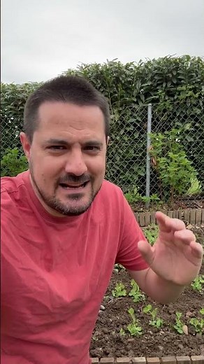 VEGETABLE GARDEN: Why and how to stake peas? 🌱 Tips for successful growing