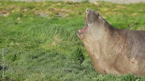 Huge Elephant Seal roaring, but it seems more like he's burping. Shot in the wild on South Georgia Island. Sorry, the sound quality is not the greatest, but I thought it was worth including.