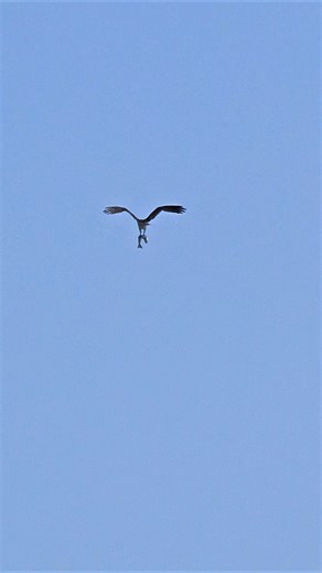 "Bald Eagle Snatches Fish Right In Front Of Us! 🦅#shorts