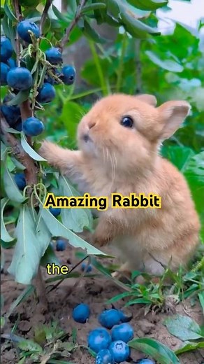 Amazing Rabbit Facts in 30 Seconds! 🐰| ZooQuick