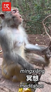 3.1K views · 33 reactions | Check out this adorable monkey sitting in peaceful meditation (冥想 míngxiǎng). He might soon become a "Zen master!" #fun | Learn Chinese | Facebook