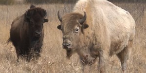 White buffalo legend comes to life in Turtle Mountains