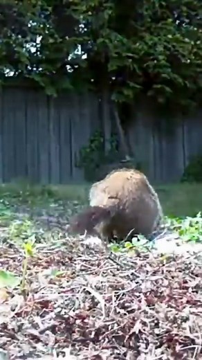 Its the deal of the season! 🤩 The Arlo Essential Outdoor 2K Camera 3-Pack with 3 Solar Panels is on sale for $199.99 (MSRP: $279.99) at 🛒 Costco and 📱 costco.com 🙌🏼 What better way to secure your home than with Arlo 🏡 🔋 Wire-free camera with Rechargeable Battery 🎥 2K Video 💡 Color Night Vision with Integrated Spotlight 🚨 Integrated Siren 🔈2-Way Audio 📍Nationwide Item #️⃣1754883 Credit 🎥: @costcosisters | Arlo Smart Home