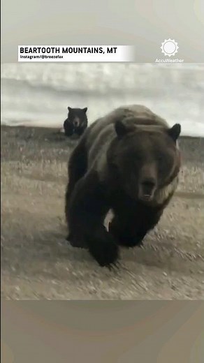 Shocking Encounter: Mama Bear Defends Cubs Against Car