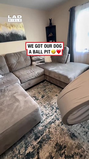 Why Dogs Love Balls: Instinct, Play & Prey Drive Explained