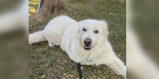 ‘He’s amazing’: 3-legged rescue works toward becoming therapy dog