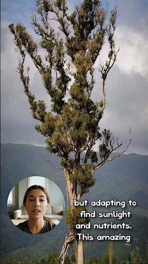 Facts About the Amazing Walking Tree in Karamea, New Zealand