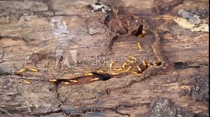 Group of the small termite, Termites are social creatures that damage people's wooden houses because they eat wood,