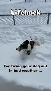 It is challenging to provide adequate stimulation for our dogs when the weather is nasty (or when we are unwell or get home late at night ...) I put together a series of games and training exercises to keep your dog busy this winter! Comment BOOST and I’ll send them right over 📧 | SpiritDog Training