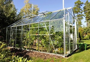 Slik planter du vin i drivhus