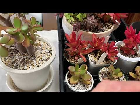 金のなる木が赤くなるのはなぜ❓