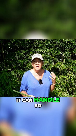 This young coconut tree is one of my favorite Florida plants because it's so durable. It can handle cold snaps, hurricanes, and storms. Its resilience makes it a go-to choice. A long sustained plant and tree #CoconutTree #FloridaPlants #GardeningTips #ResilientPlants #Jacksonville | Construction Landscape Company with Designs by Jennifer Bevins