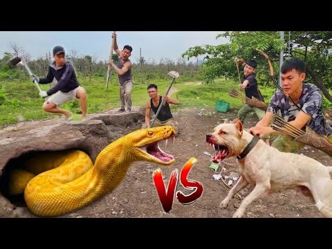 Horrifying! Hunting Team Using Pitbulls to Dig Burrows Captures Giant White Python