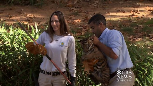 National Zoo's tiger cubs go for a swim