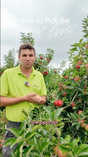 How to Pick: Apples | Garson Farm #farming #britishsummer