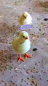 Add some spring into your step with coffee plus benefits! Get up to 45-50% off for a limited time during our Spring sale. It's our biggest offer EVER! "Everyday Doze has been a life changer. I have more energy without the anxiety that coffee give me. No more jitters. It taste great! " - Tracy L. ☕ Jitter-Free Energy – No crashes, just smooth focus 🧠 Brain-Boosting Lion’s Mane – Stay sharp & productive 💆‍♀️ Calming L-Theanine – Alert focus without the anxiety ✨ Collagen for Radiant Skin, hair a