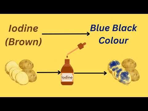 Food laboratory Tests : Starch, Fat & Protein (Biuret) : Year 8 Science: Edexcel