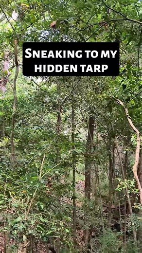 Sneaking Behind My Hidden Tarp