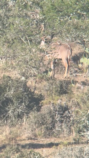 162 reactions · 17 comments | A nice kudu bull we spotted down at our Rocklands property. If you were hunting kudu would you take this bull or pass on him and try and look for something bigger ?? | Huntershill Safaris South Africa | Facebook