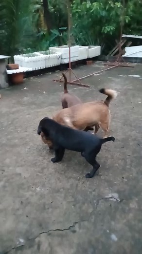 Playful Dogs Enjoying Outdoor Fun in the Backyard